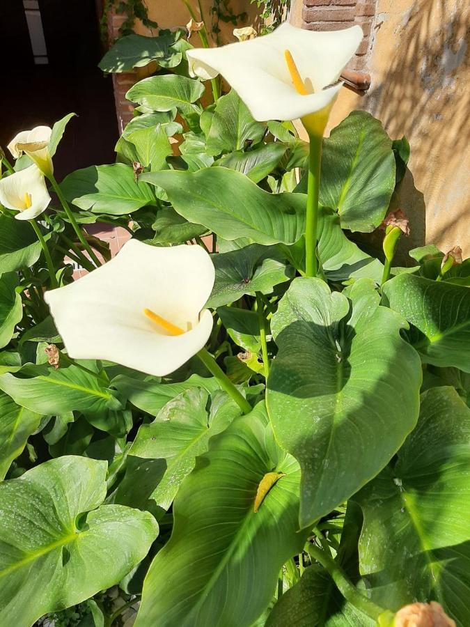 Il Giardino Sul Corso Apartment สกาฟาติ ภายนอก รูปภาพ